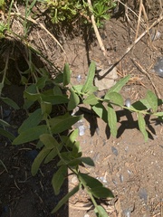 Eucephalus ledophyllus