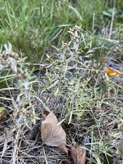 Gnaphalium uliginosum