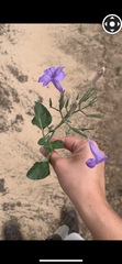 Ruellia occidentalis