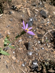 Eucephalus ledophyllus