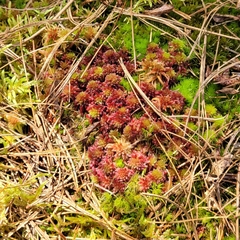 Sphagnum capillifolium