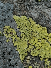 Rhizocarpon