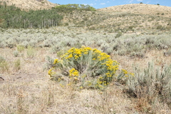Chrysothamnus viscidiflorus