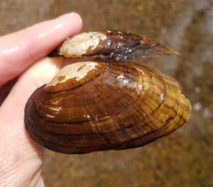 Strophitus undulatus