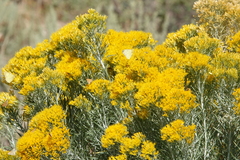 Chrysothamnus viscidiflorus