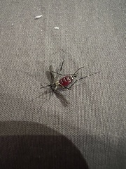Aedes japonicus