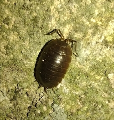 Porcellio glaberrimus