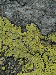 Rhizocarpon