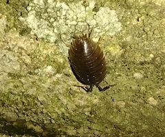 Porcellio glaberrimus
