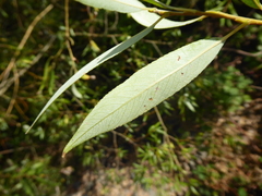 Salix × fragilis