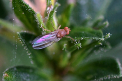 Drosophilidae