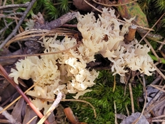 Clavulina coralloides