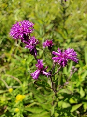 Vernonia missurica