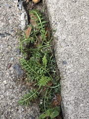 Lepidium didymum