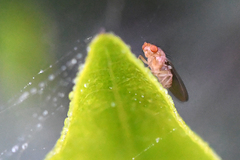 Drosophilidae