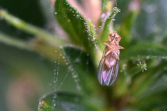 Drosophilidae