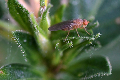 Drosophilidae