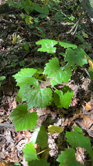 Vitis rotundifolia