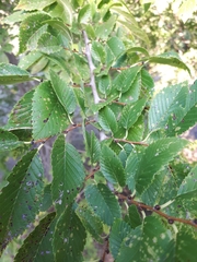 Ulmus minor