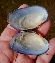 Strophitus undulatus