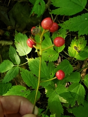 Actaea × ludovicii