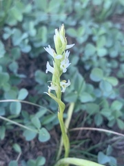 Spiranthes romanzoffiana