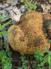 Pisolithus arenarius