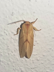 Pseudalus