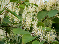 Reynoutria sachalinensis