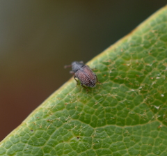 Mecinus pascuorum