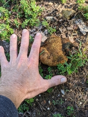 Pisolithus arenarius