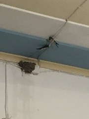 Hirundo rustica rustica