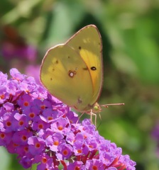 Colias eurytheme