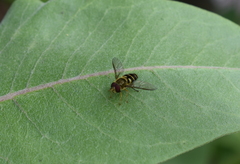 Syrphus opinator