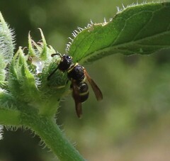 Euodynerus foraminatus