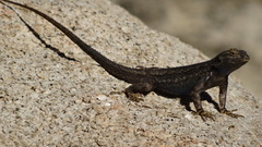 Sceloporus occidentalis longipes