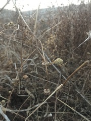 Argiope lobata