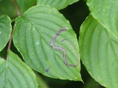 Phytomyza agromyzina group