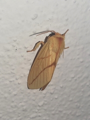 Pseudalus