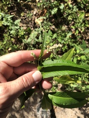 Persicaria lapathifolia
