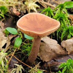 Lactarius