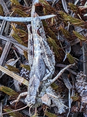 Melanoplus oreophilus