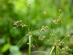 Scirpus