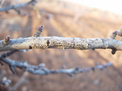 Diloba coeruleocephala