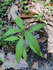 Persicaria lapathifolia
