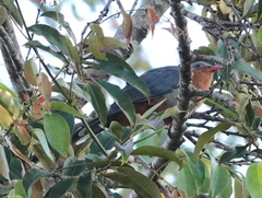 Zanclostomus javanicus