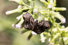 Helias phalaenoides