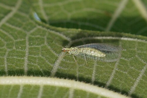 Apertochrysa clathrata