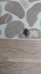 Nycterinus substriatus