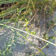 Linaria loeselii